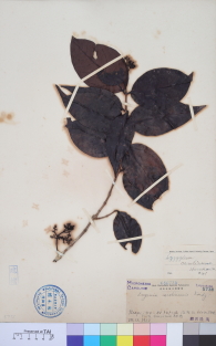 Specimen thumbnail